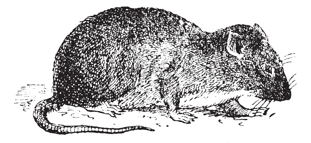sewer rat